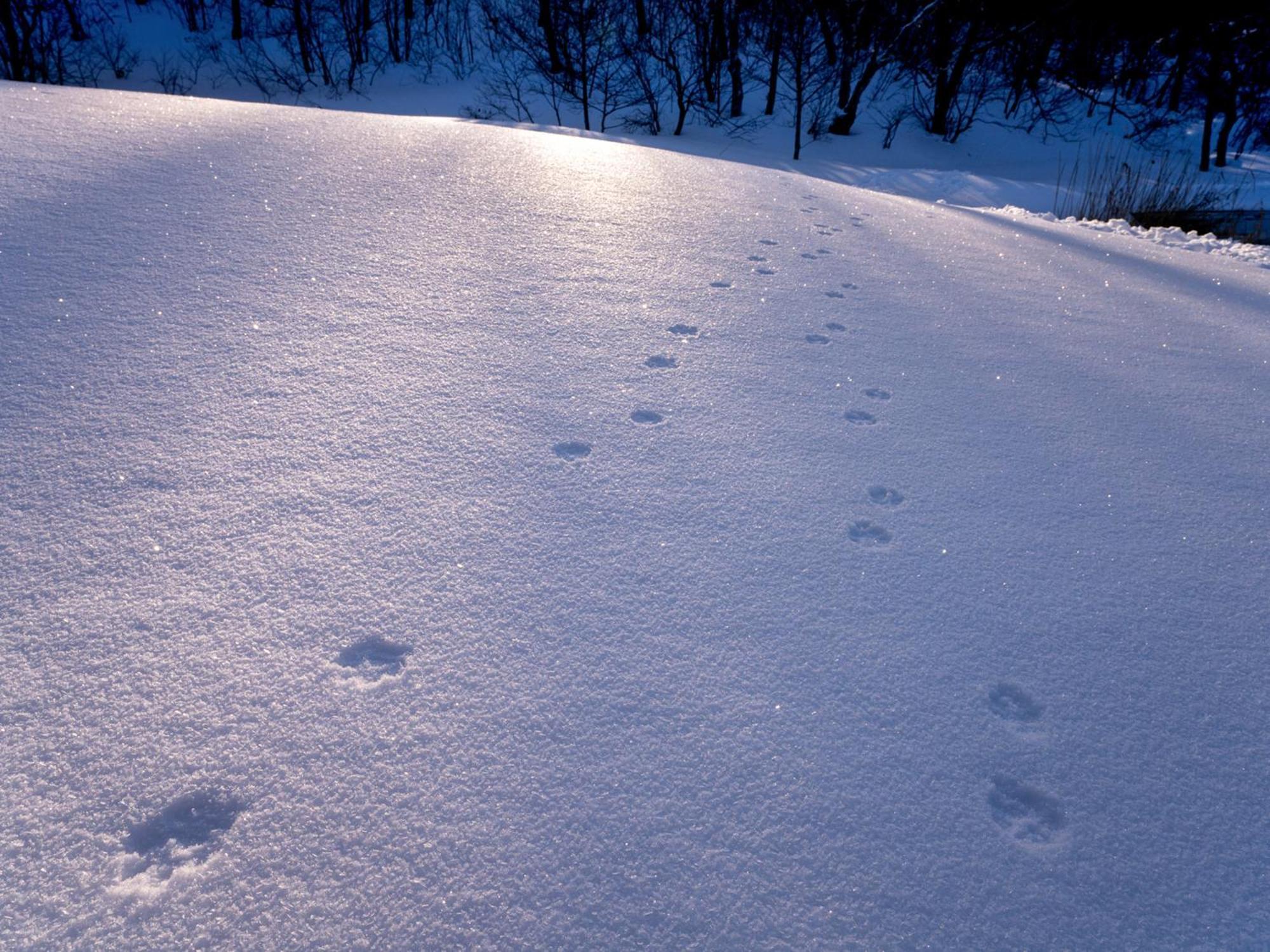 Sachinoyu Hotel Shiga Kogen Yamanouchi  Εξωτερικό φωτογραφία